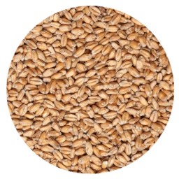 MALTED WHEAT (PER LB)